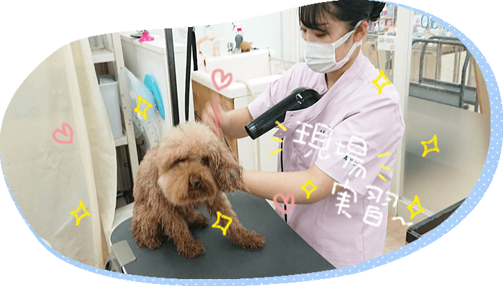 青森愛犬美容専門学院ホームページ